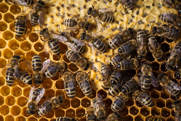Macro shot de abelhas Imagens Royalty-Free