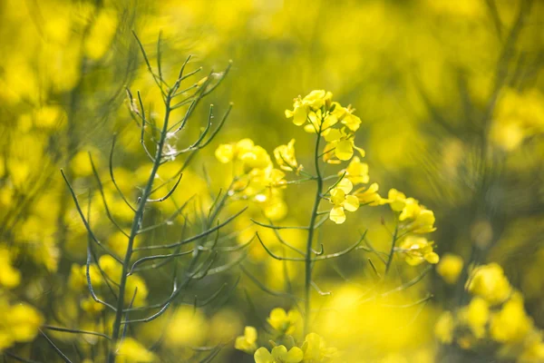 Colza (Brassica rapa) — Fotografia de Stock