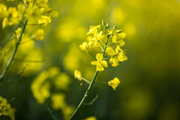 Colza (Brassica rapa) — Stock Photo, Image