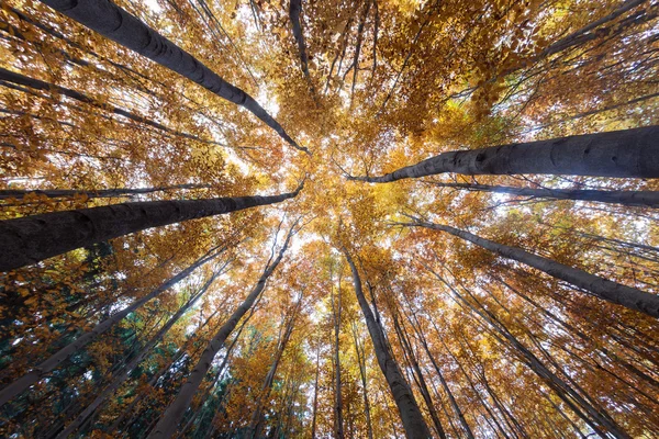 Cime degli alberi della foresta autunnale — Foto Stock