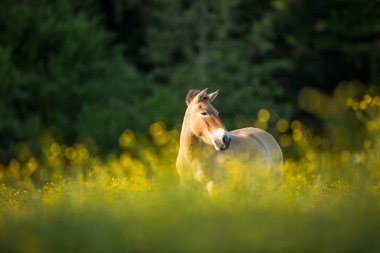 przewalski atı