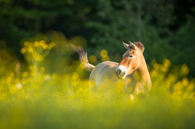 przewalski atı