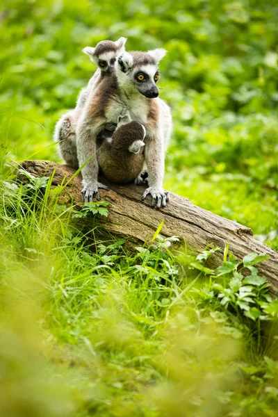 Lemurenkata — Stockfoto