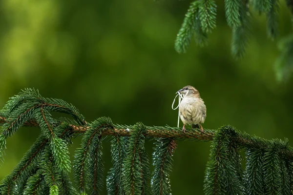 Haussperling — Stockfoto