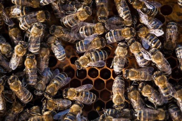 Macro shot of bees — Stock Photo, Image