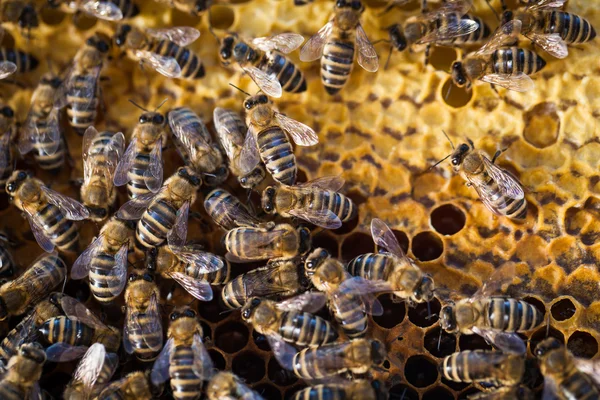 Macro shot of bees — Stock Photo, Image