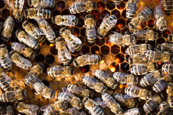 Makroaufnahme von Bienen — Stockfoto