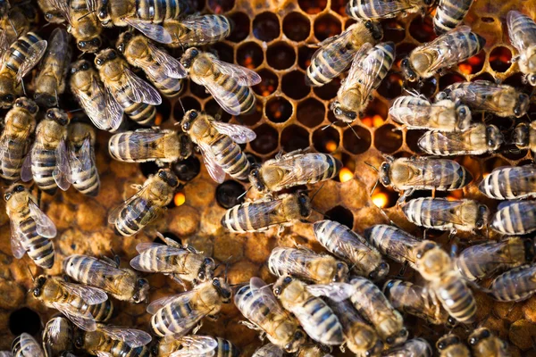 Macro disparo de abejas — Foto de Stock