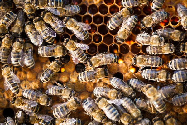 Makroaufnahme von Bienen — Stockfoto