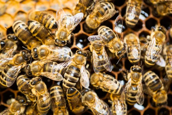 Makroaufnahme von Bienen — Stockfoto