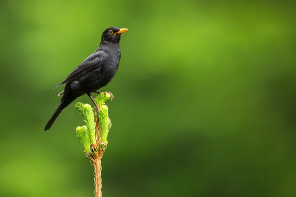 Amsel - männliche Amsel — Stockfoto