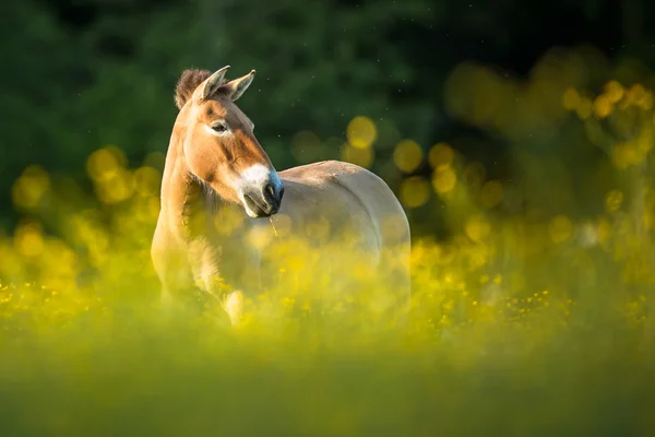 Przewalski horse — Stock Photo, Image