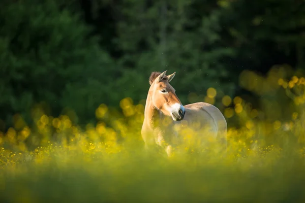 Przewalski 的马 — 图库照片