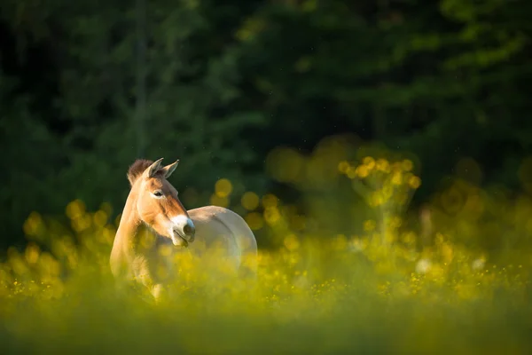 Caballo de Przewalski —  Fotos de Stock