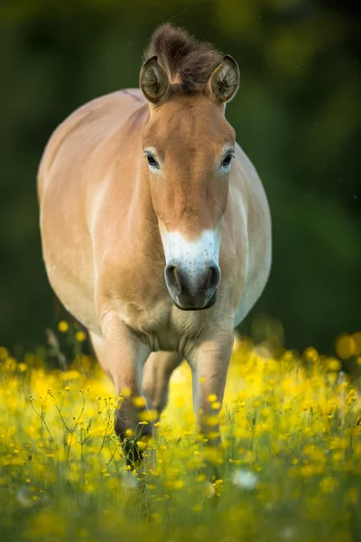 Przewalski 的马 — 图库照片