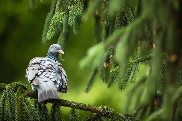 Piccione di legno comune — Foto Stock