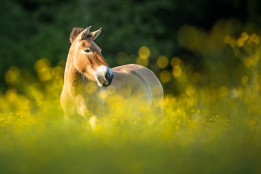 Przewalski horse grazing clipart