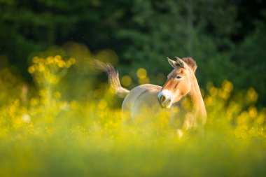 otlatma przewalski at