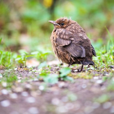Bebek ortak karatavuk (turdus merula)