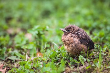 Bebek ortak karatavuk (turdus merula)