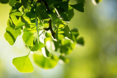 ginkgo biloba ağacı dalı ile yapraklar