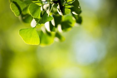 ginkgo biloba ağacı dalı ile yapraklar