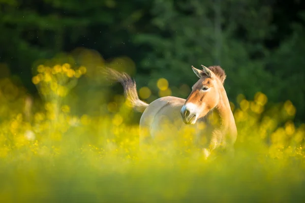 Otlatma przewalski at — Stok fotoğraf