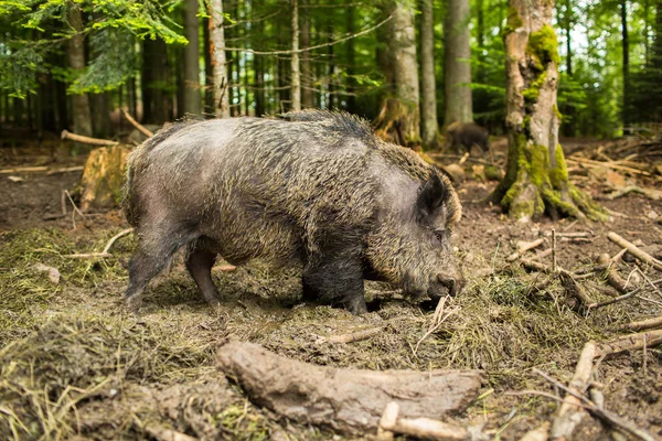 Vildsvin (Sus Scrofa)) — Stockfoto