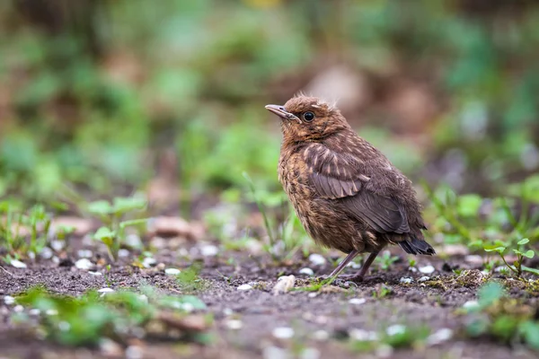 Dziecko Kos (turdus merula) — Zdjęcie stockowe