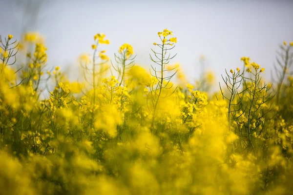 Colza (Brassica rapa) — Fotografia de Stock