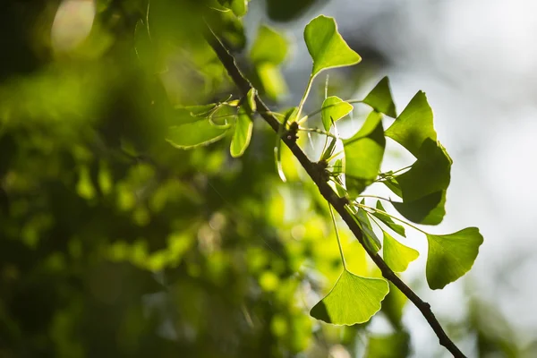 Ginkgo biloba ağacı dalı ile yapraklar — Stok fotoğraf