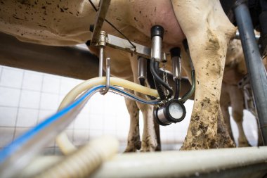inek milked