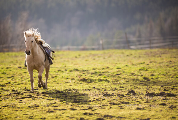 Saddled horse galloping