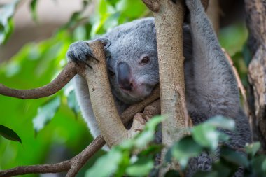bush ile bir ağaç üzerinde Koala