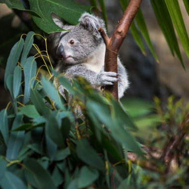 Koala on a tree with bush clipart