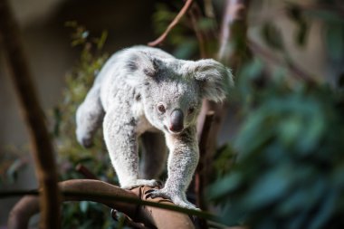 bush ile bir ağaç üzerinde Koala