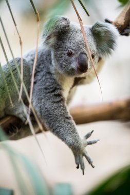 bush ile bir ağaç üzerinde Koala