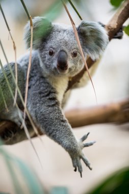 bush ile bir ağaç üzerinde Koala
