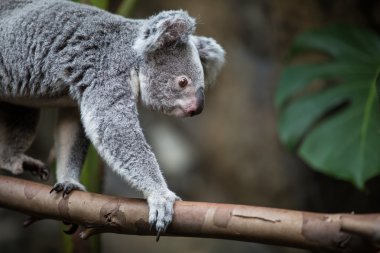 bush ile bir ağaç üzerinde Koala