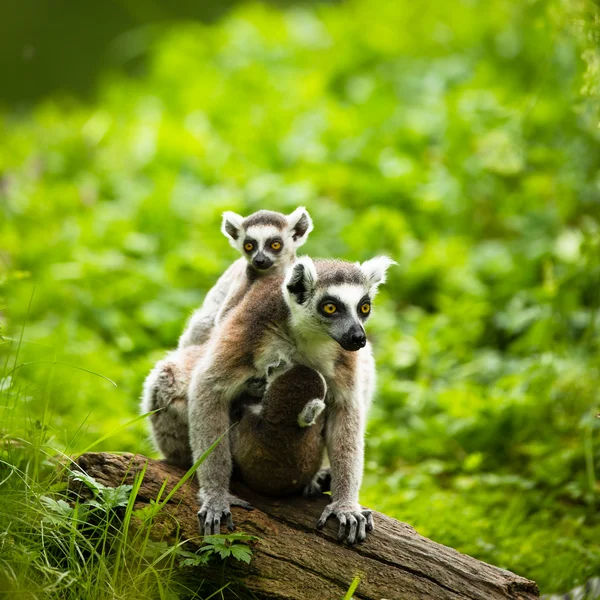 Lémuriens kata (Lemur catta) ) — Photo