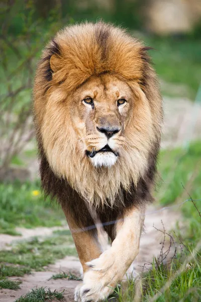 Macestic lion promenader — Stockfoto