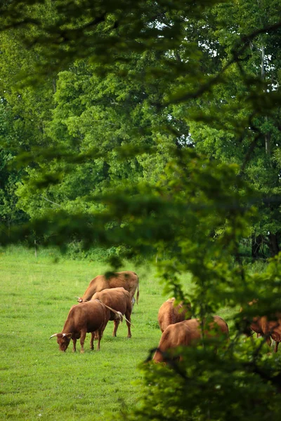 Vacas pastando em um pasto verde — Fotografia de Stock