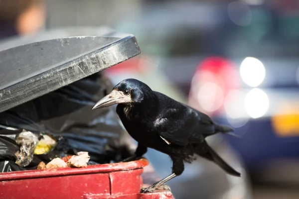 Raven feeding on rubbish in a city — Stock Photo, Image