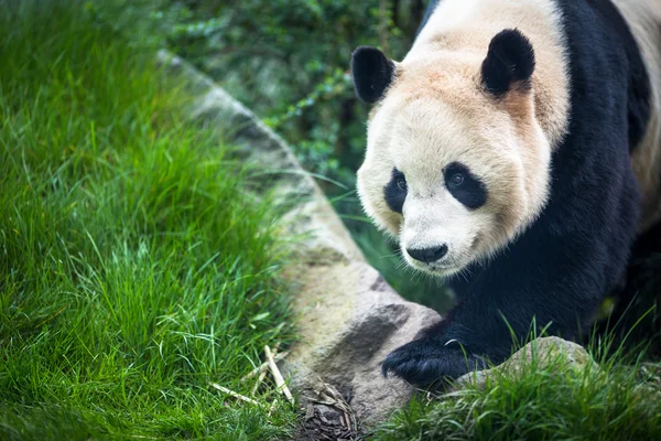 Giant panda (Ailuropoda melanoleuca) — Stock Photo, Image