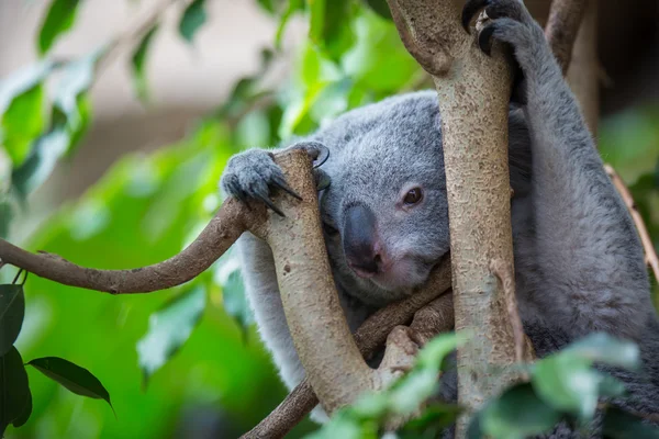 Koala em uma árvore com arbusto — Fotografia de Stock