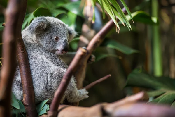 Коала на дереве с кустом — стоковое фото