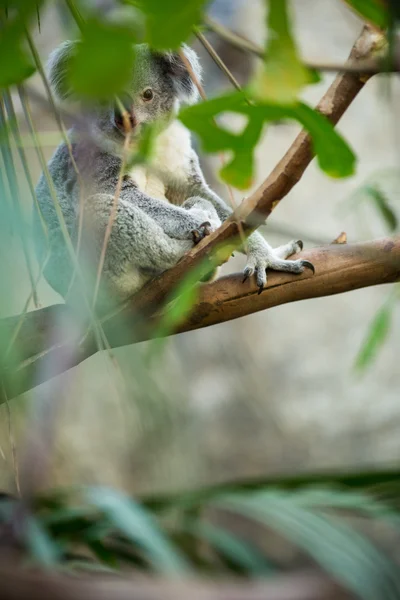 Koala op een boom met bush — Stockfoto