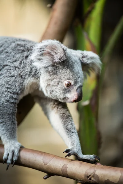 Koala na drzewo z Bushem — Zdjęcie stockowe