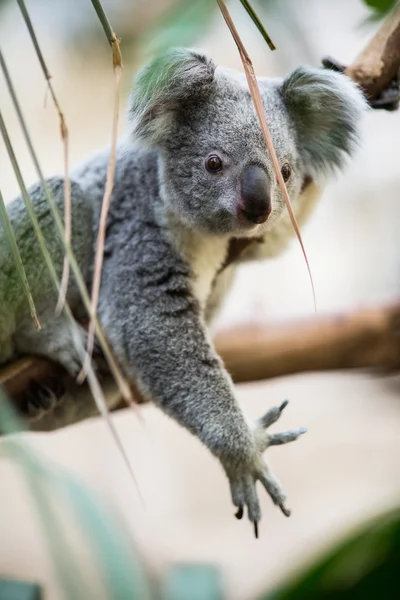 Koala σε ένα δέντρο με Μπους — Φωτογραφία Αρχείου