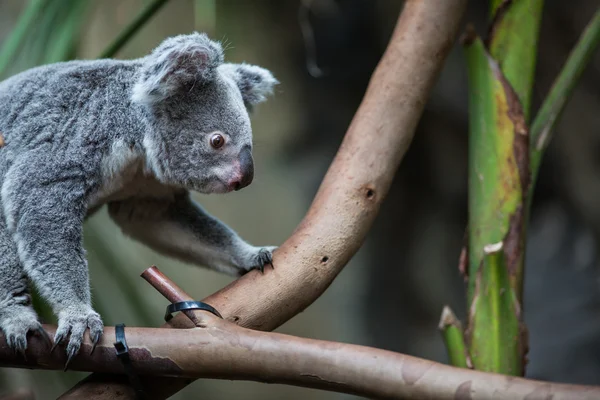 Koala en un árbol con arbusto —  Fotos de Stock